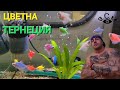 ДЕКОРАТИВНИ РИБИ - ЦВЕТНА ТЕРНЕЦИЯ    а.С.м