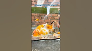 Cá vàng ranchu calico size minicho em mới tập nuôi #goldfish #ranchu #fish