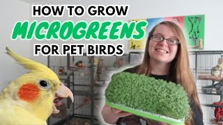 How To Grow Microgreens For Pet Birds | BirdNerdSophie by BirdNerdSophie 1,956 views 8 months ago 8 minutes, 11 seconds