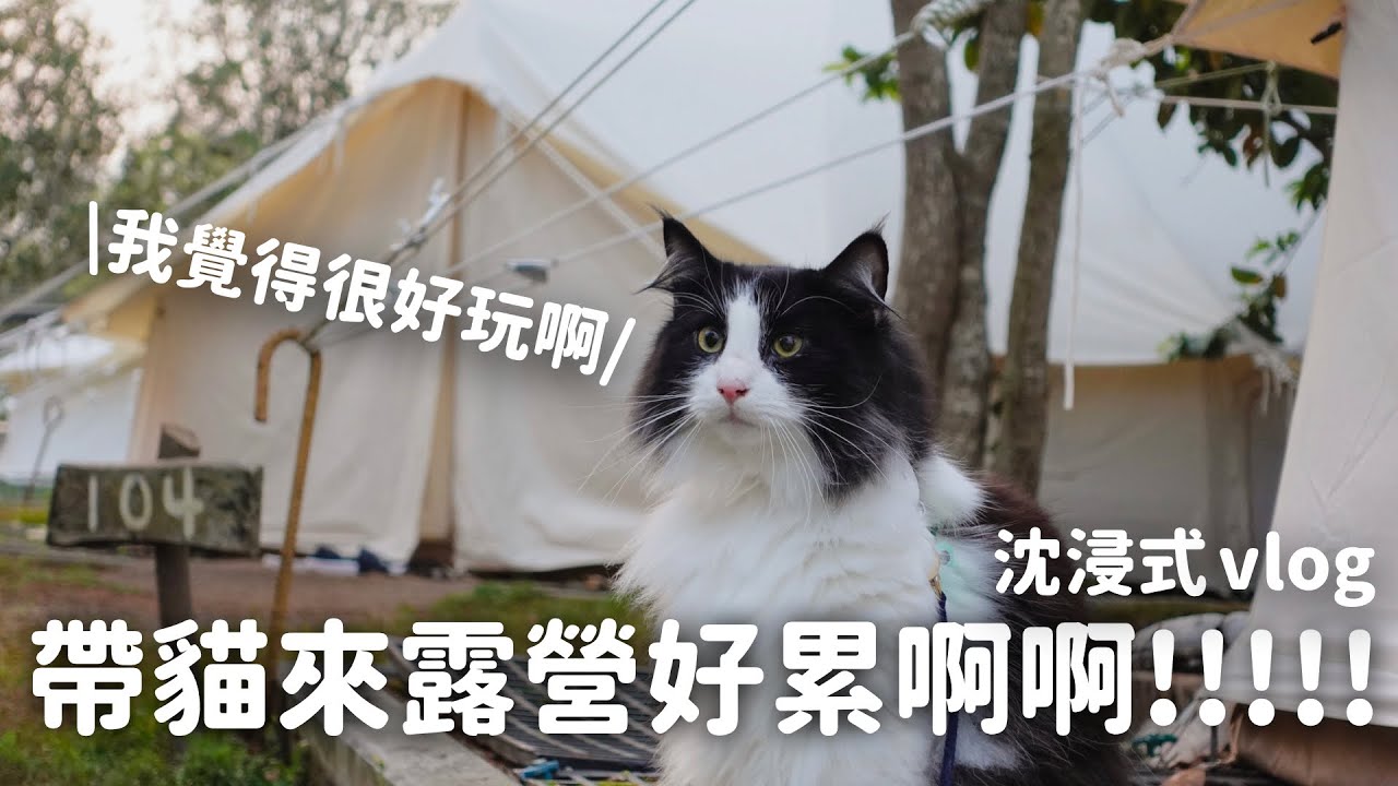 天啊超累！第一次和我的貓去露營：橘舍三食🍊⛺️ EP85