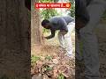 जंगल का खजाना || CG Comedy Video || पुटू के खोज Part 1 #comedymovies #shortvideo #cgcomedy #cgshorts