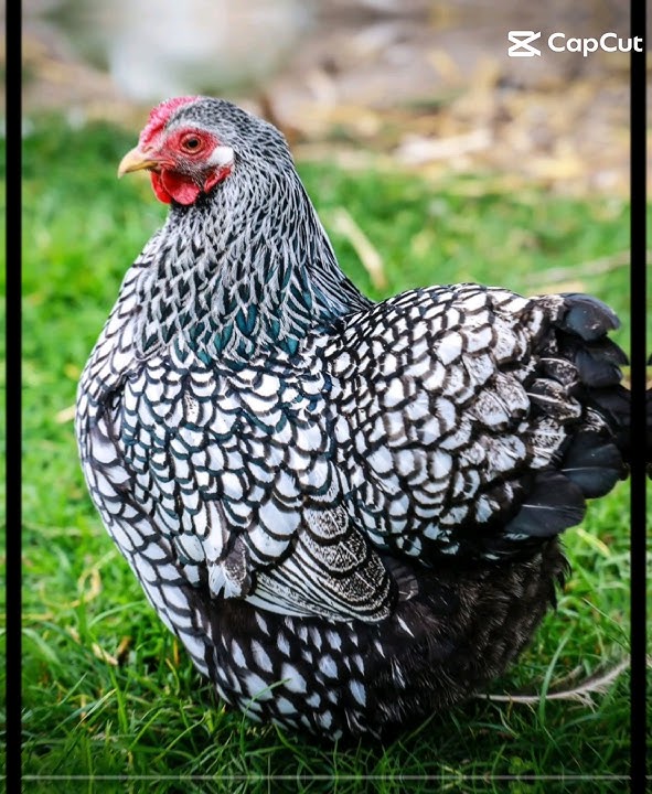 Wyandotte  🐓 Pets&Animals 🦚 Shorts 🐤 Jorge Agro