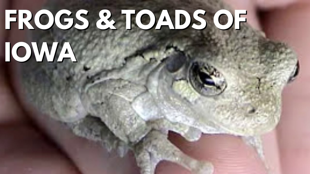 Frogs and Toads of Iowa - YouTube