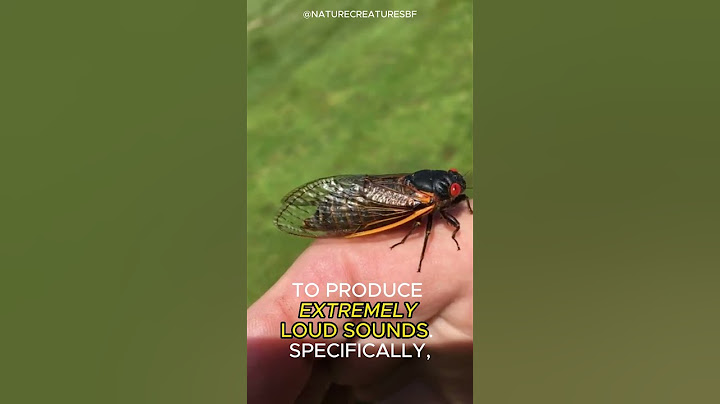 THE LOUDEST INSECT IN THE WORLD