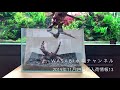 後景草の正しい選び方と小型流木レイアウトの作り方、2019年11月29日新入荷情報 The making of nano (mini)  tank aquarium 小型 水草水槽の立ち上げ方