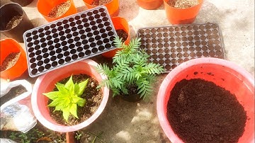 giá thể ươm hạt giống vạn thọ tết, thời gian gieo hạt giống nở hoa đúng tết - huỳnh tinh vlog 