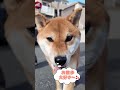 2歳のやんちゃな柴犬、ももちゃんは今日も元気に遊びます🎵#柴犬 #お散歩 #いぬ #犬のいる暮らし #柴犬のいる暮らし