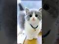 cute cat