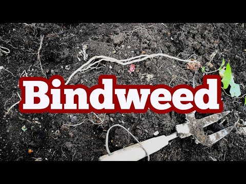 Video: Bagaimana cara menghilangkan bindweed secara semula jadi?