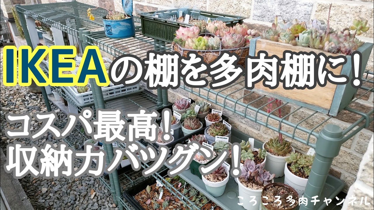 62 IKEAでいい棚を発見！多肉棚にしよう！コスパ最高、大容量