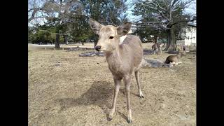 ピアノ小品集 小鹿のポルカ（杉浦菜々子） - 演奏動画のサムネイル