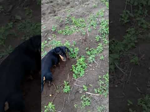 My dachshund found all the potatoes before I could 🥔😂 #dachshund #sausagedog #dog #funnydog #digging