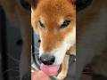 ’26.5.15 力丸とおじさん… #柴犬 #shibainu #柴犬のいる暮らし #柴犬の日常 #タッチ #力丸