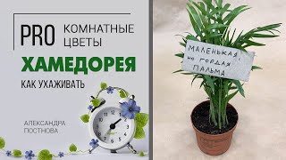 Что такое пальма и как ее правильно готовить? | Хамедорея - неприхотливое растение для дома и офиса