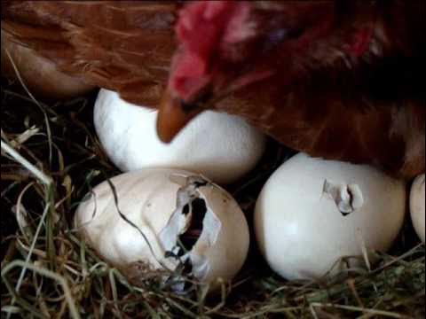 Курица сидит на яйцах. Яйцо без скорлупы. Яйцо у курицы что это. Курица сидит на яйцах. Курица высиживает.