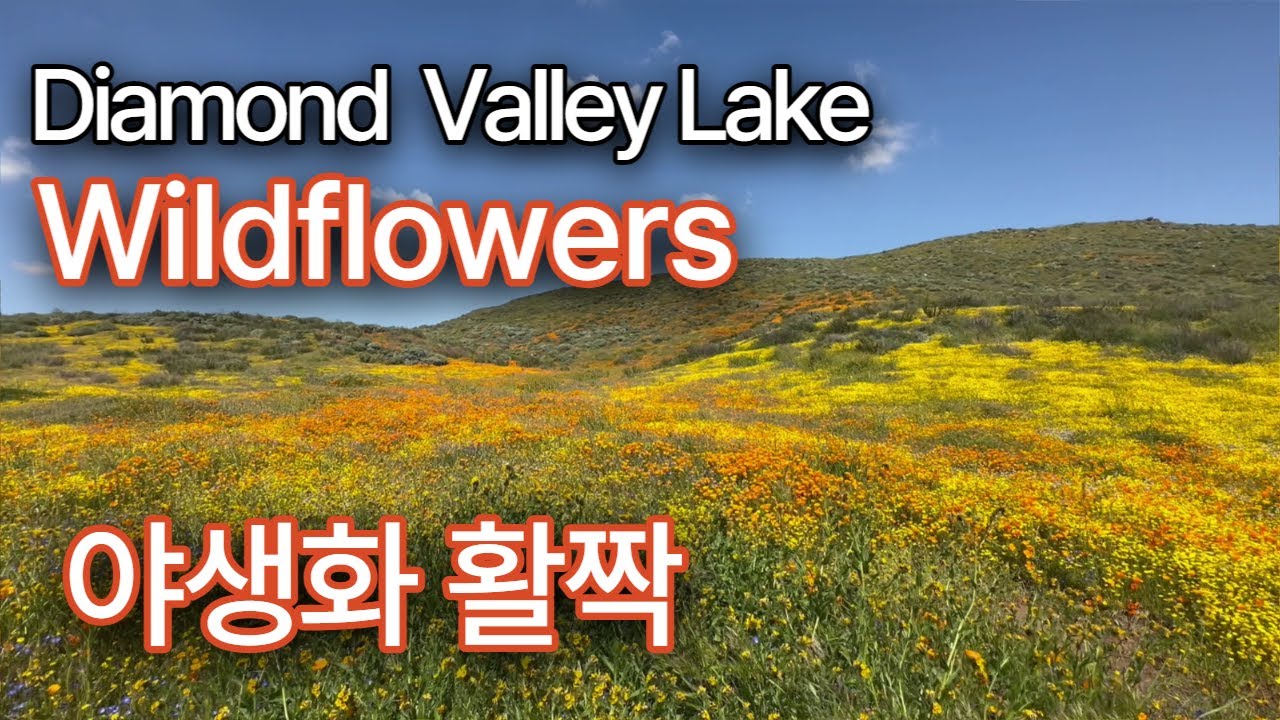 Diamond Valley Lake, 다이아몬드 벨리호수, 캘리포니아 야생화가 활짝 핌, Calif. Wildflowers