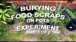 Burying Food Scraps on Pots Experiment - Benefits and Downsides Part 1 of 2