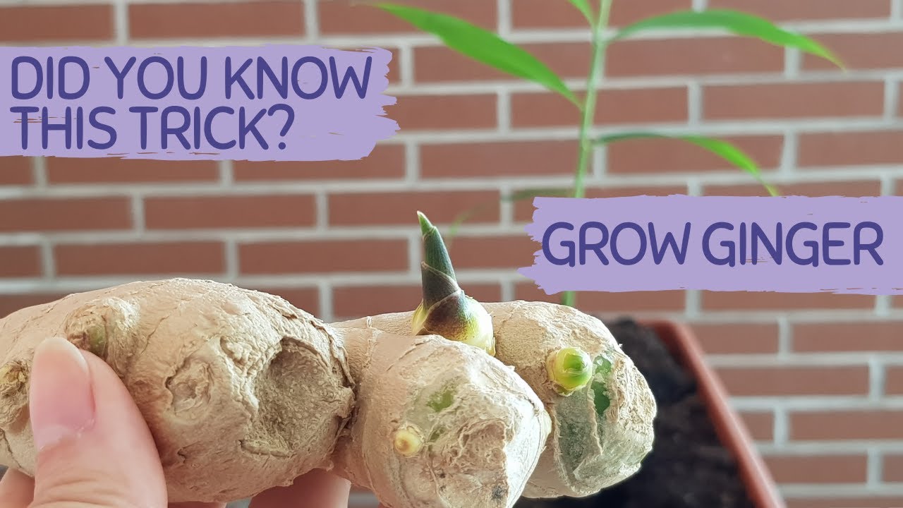 How to grow ginger with ginger from the store! 🫚🤩🌱 #ginger