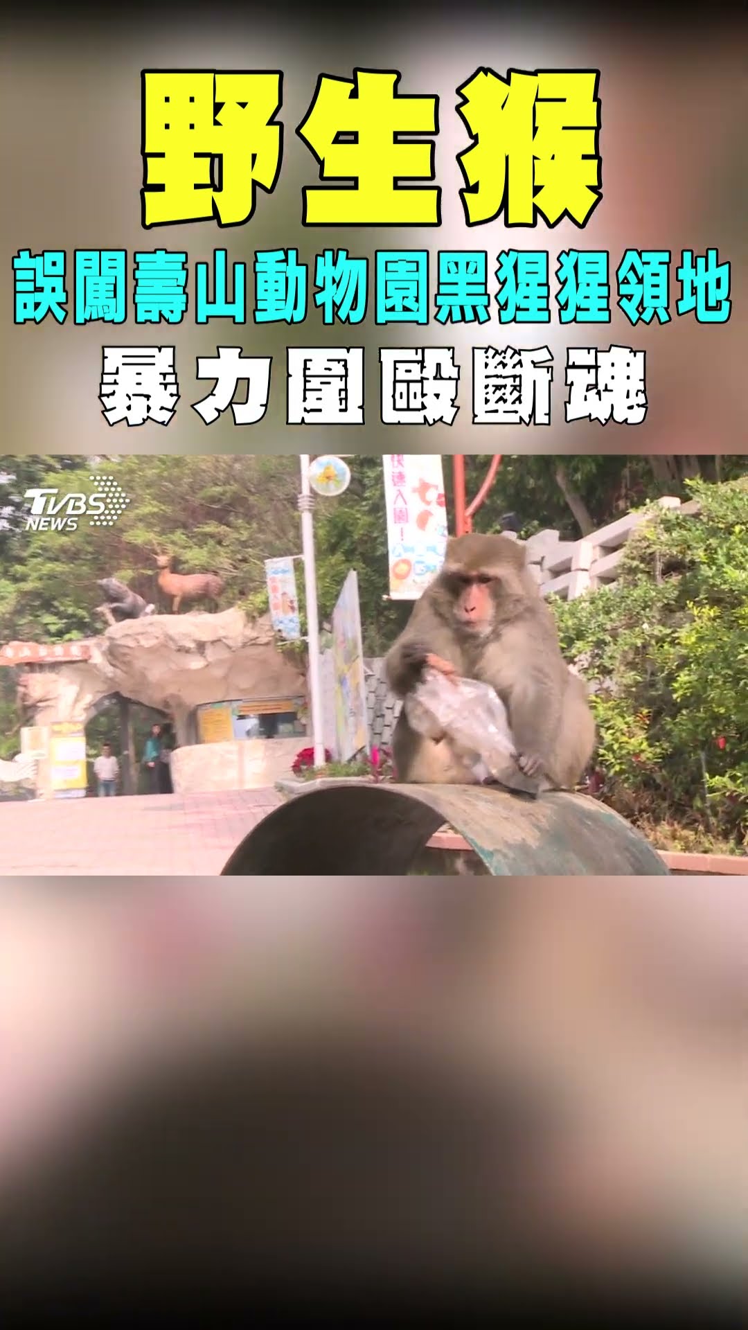 野生猴誤闖壽山動物園黑猩猩領地 暴力圍毆斷魂｜TVBS新聞@TVBSNEWS01