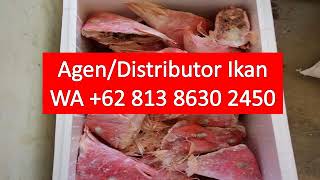 Promo Wa 62 813 8630 2450 Ikan Gindara Frozen Di Tangerang