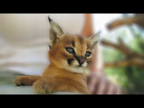 Adorable baby caracal