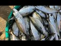 90_s_Story is live! കടപ്പുറത്തെ ചാകര😳