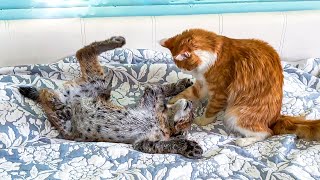 THE LITTLE LYNX SNUCK INTO THE BEDROOM AND PLAYED PRANKS, AND THE MAINE COON RAISED HIM