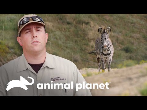 A incrível zebra-de-grevy nativa da África | O Zoológico de San Diego | Animal Planet Brasil