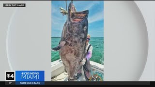 Fisherman catches 200 pound grouper on Miami Beach, donating it to Camillus House