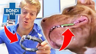 Bondi Vet’s Most Unorthodox Treatments!  | Bondi Vet Compilations | Bondi Vet