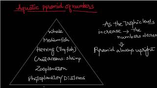 PYRAMID OF NUMBERS | AQUATIC ,TERRESTRIAL | ENV SCI | UPSC | PCS