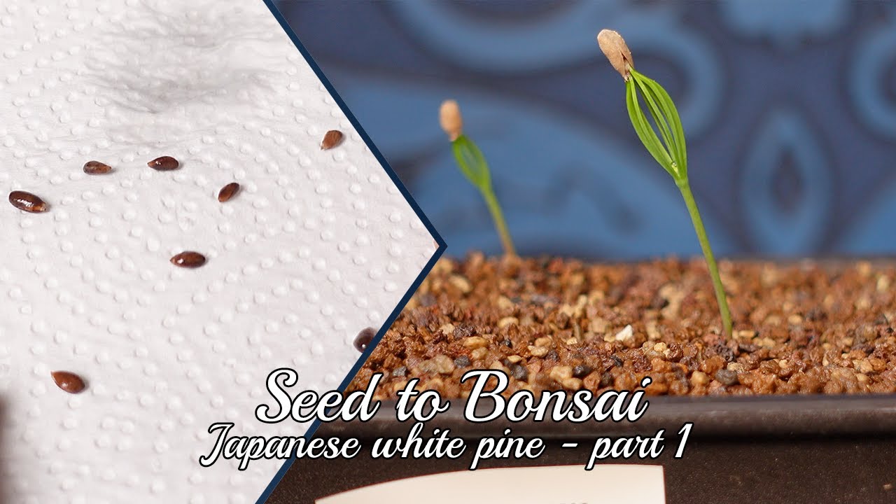 Seed to Bonsai: Japanese white pine (Pinus Pentaphylla) #1