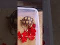 MAKANAN FAVORIT SULCATA yg tau bunga ini  komen #viral #sulcata #shortvideo #youtubeshorts