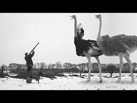 Video 10 Animals Now Extinct Because of Humans - youtube