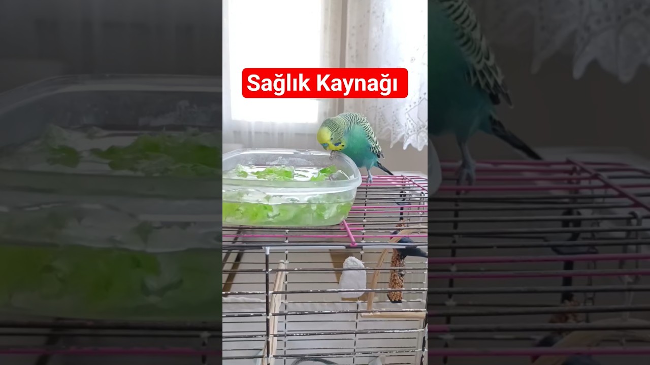 Muhabbet Kuşları Neden Banyoya İhtiyaç Duyar? #muhabbetkuşu #birds #parrot #birdsong #budgies