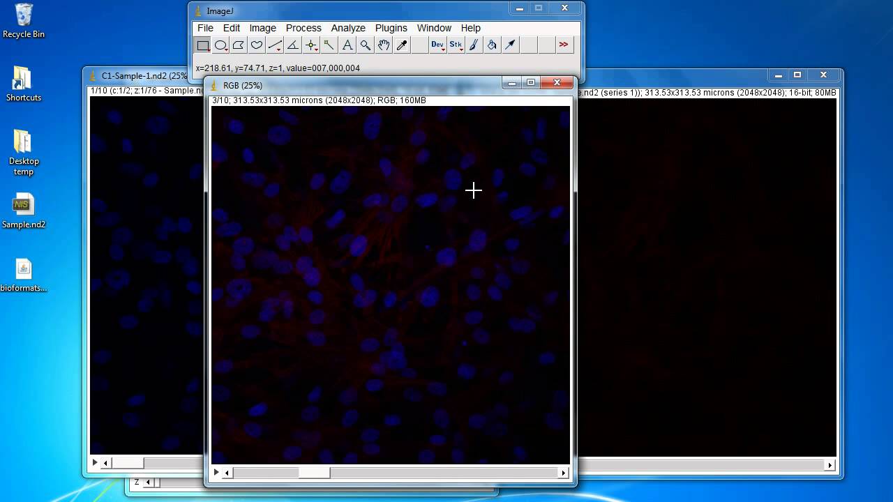 Imagej Tutorial How To Create Videos Of Overlay Z Stack