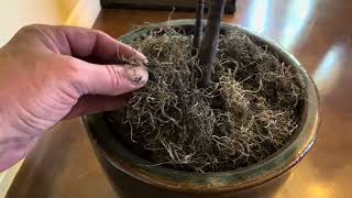 REAL Review of Luster Leaf Spanish Moss {after 2 5 years} by DE 28 views 1 month ago 51 seconds