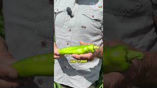The Famous Hatch, NM Chiles 🌶️ #HatchChile #NewMexicoChile #FarmFacts
Take a listen as Scott Adams of Adams Produce Inc. explains why Hatch, NM is one of the best green chile growing regions in the world.
Harvest season runs for about another month—so when you’re at the grocery store, look for #HatchCertified or #NewMexicoTrue labels. 🛒✨
#FromFieldToFork #KnowYourFarmer #WesternGrowers #ChileSeason #TasteNewMexico #FarmFresh #AgFacts #MeetaFarmer #KnowYourFood #Agriculture #WeFeedYou #Farming #FreshFood #Healthy The Famous Hatch, NM Chiles 🌶️ #HatchChile #NewMexicoChile #FarmFacts