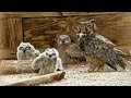 ONE Central Florida Short: Owl Super Mom