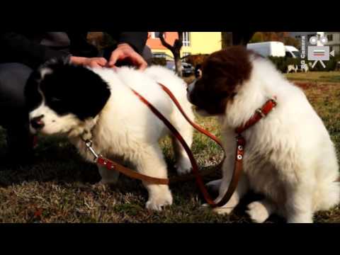 Видео: Анатолийско овчарско куче порода хипоалергенни, здраве и продължителност на живота