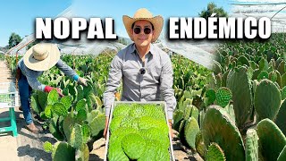 NOPAL ORO VERDE | 30 Millares por Hectárea para Cosechar 50 Toneladas por Semana