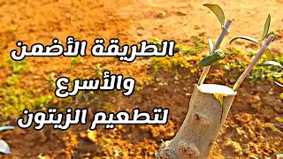 كيفية تطعيم شجرة الزيتون || التطعيم القلفي How to graft olives. peritoneal grafting