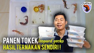Ini dia HASIL dari ternak LEOPARD GECKO (TOKEK), PANEN lumayan banyak! #SAWAN