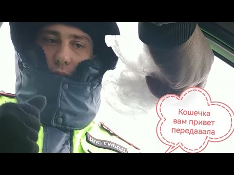 Кошечка передала привет носителю погон