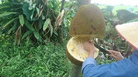 Mít Siêu Ngọt Và Cách Chọn Hạt Giống - Thành Nguyễn Thừa