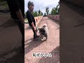 秋田犬長毛カイは富山でも出会いがいっぱい