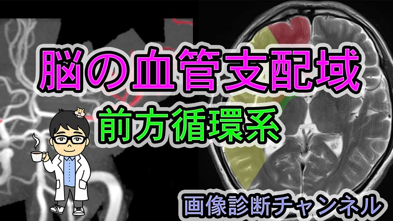 脳の血管支配領域(前方循環系)【頭部画像読影の基礎】