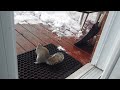 Squirrel brings his buddy for free peanuts! lol