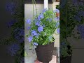 ルリマツリの一鉢#gardening #flowers #september #ガーデニング #植物 #花