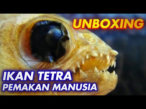 ikan-tetra-pemakan-daging,-aquarium-aquascape-di-gabung-ikan-predator?